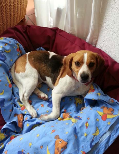 Sebina