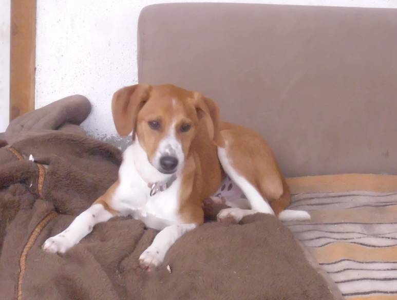 Sammy