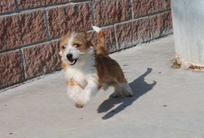 Gino
