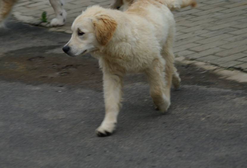 Maccio
