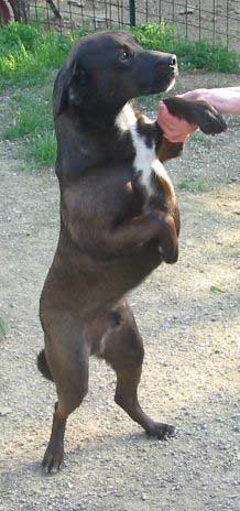 Attila