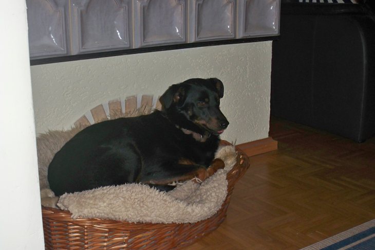 Rasha