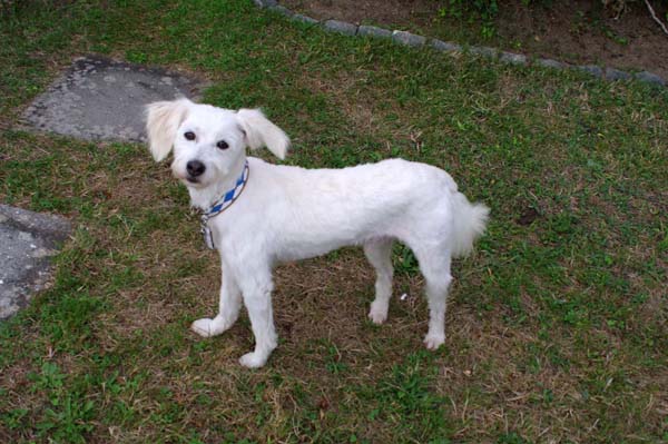 Tico