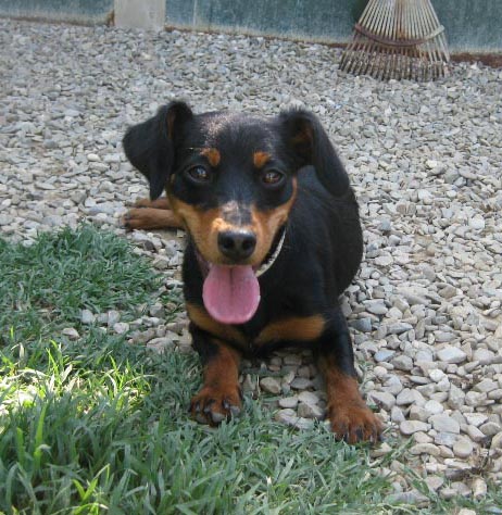 Fifi