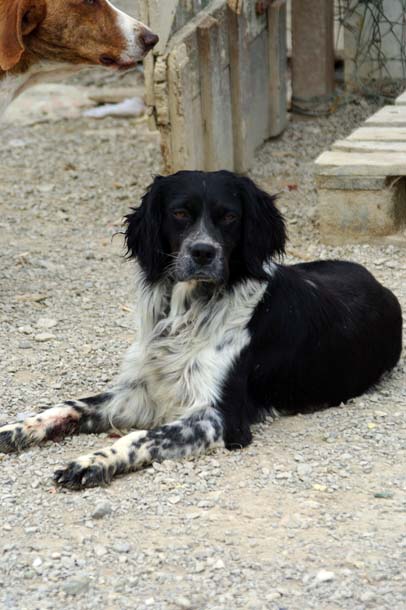 Cesare