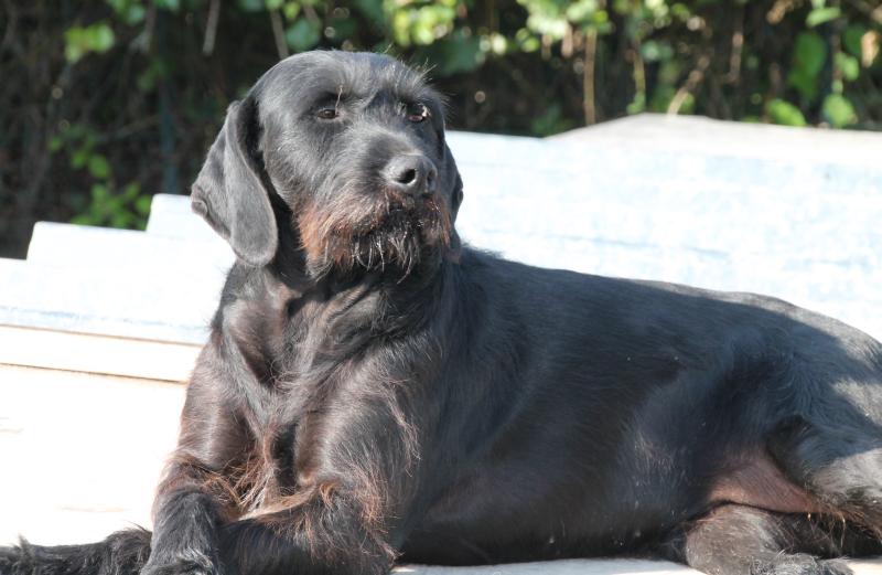 Tess