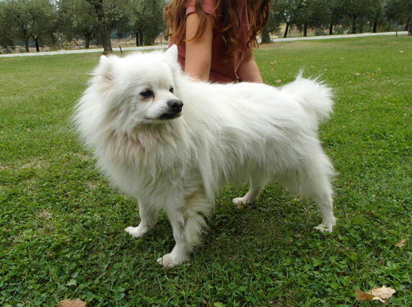 Ramelino