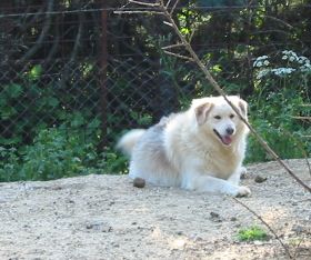 Scully (Lilly)