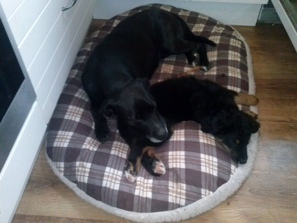 Fly