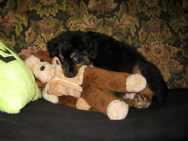 Balu