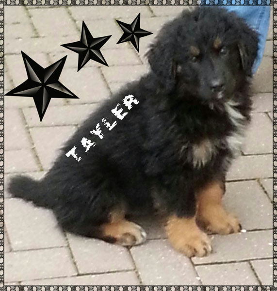 Tayler