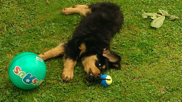 Chico