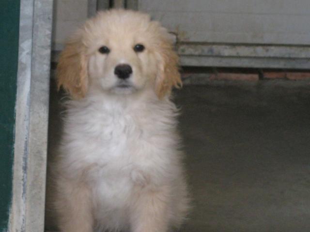Balu