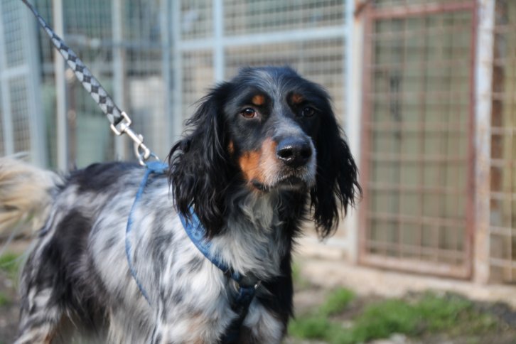 Ciro
