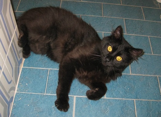 Paquito