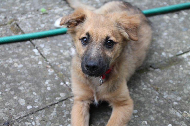 Chicco