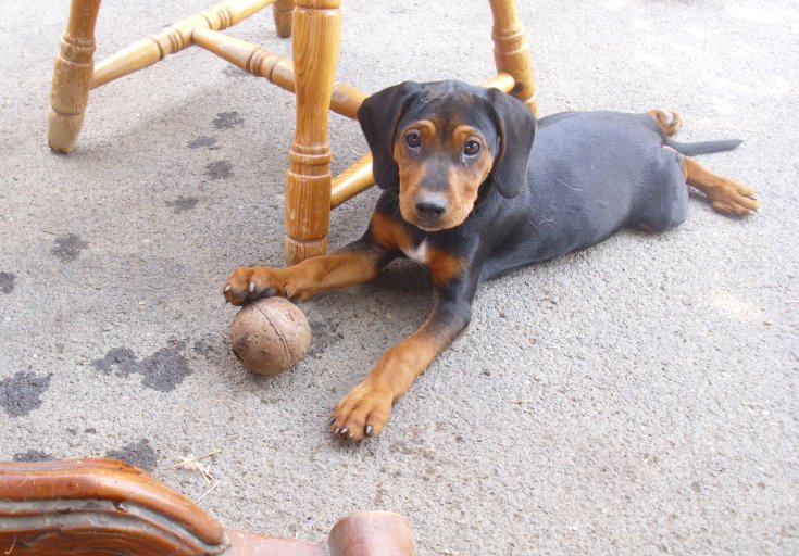 Ringo