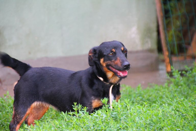 Dina