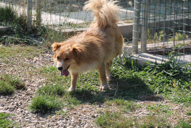 Chien