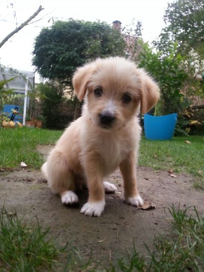 Frieda