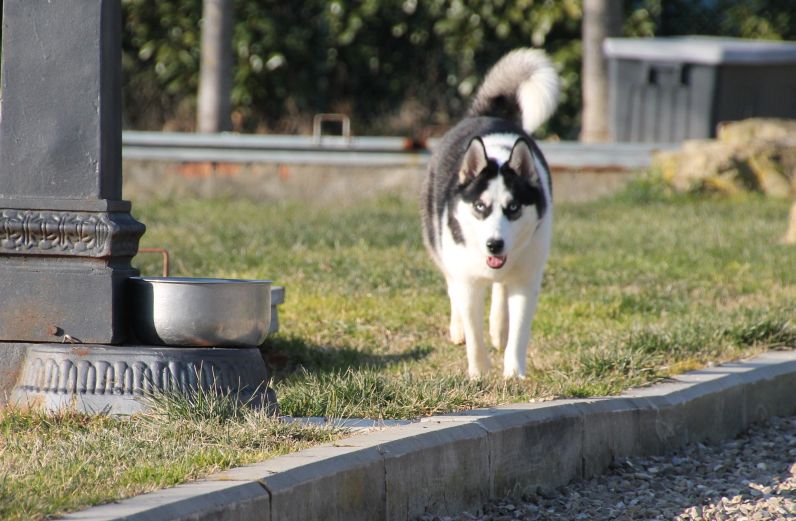 Elsa