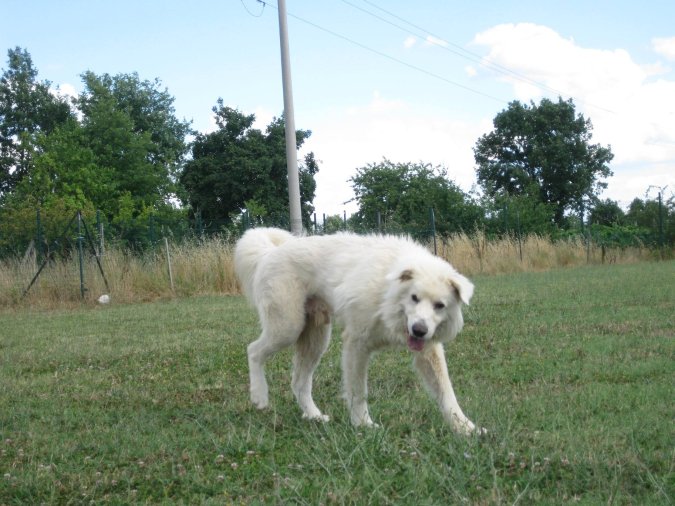 Golia