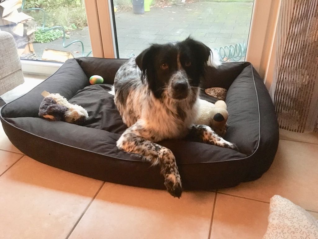 Stella