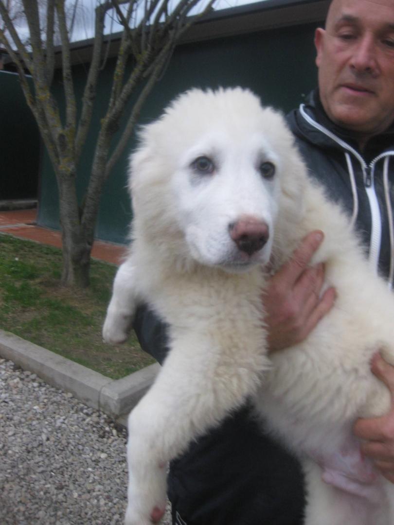 Achille