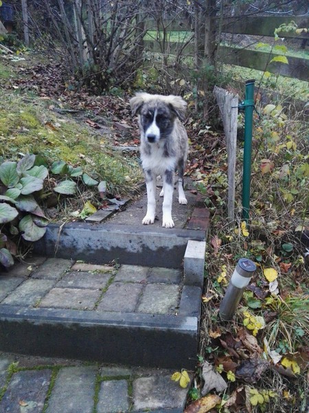 Lasse