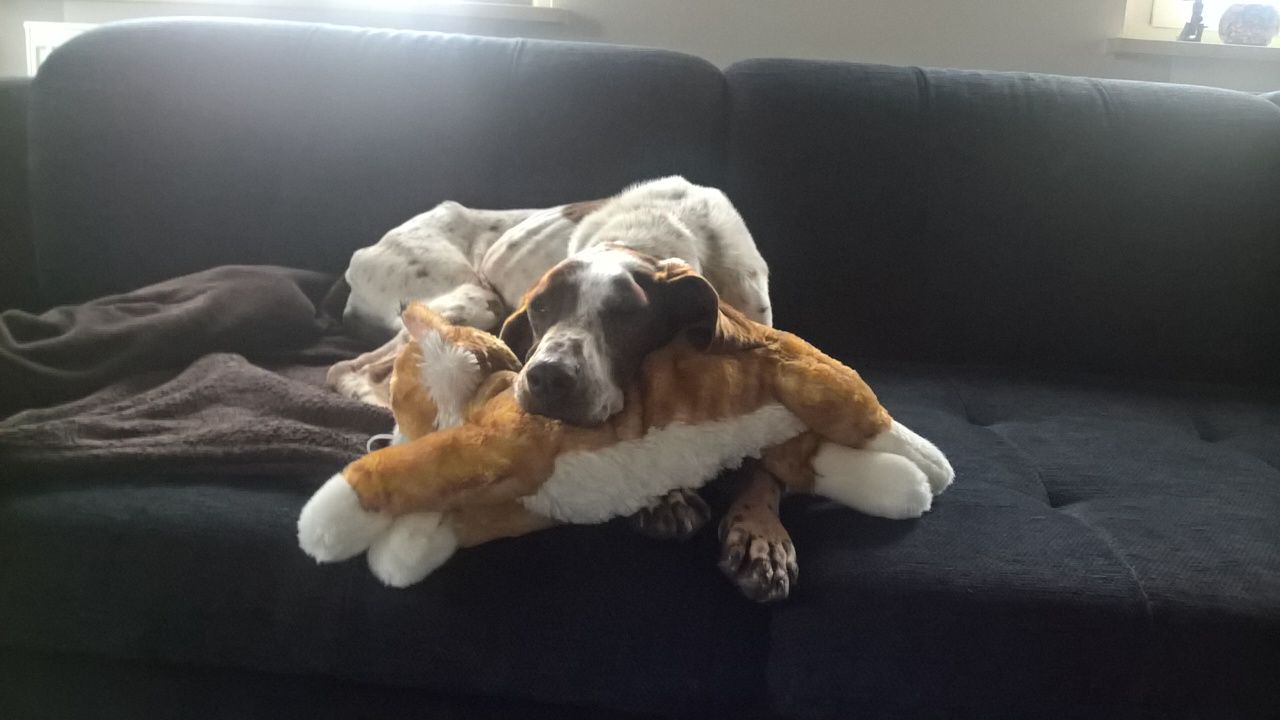 Cicca