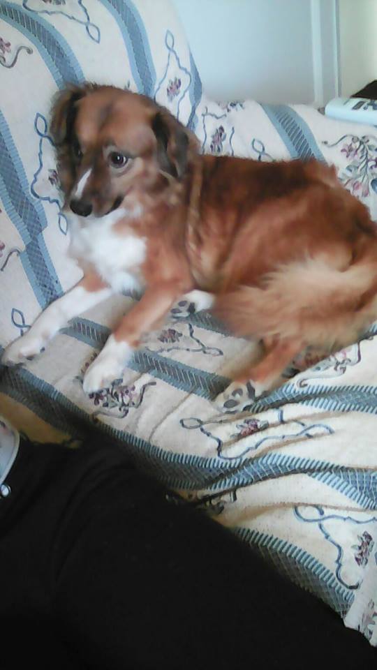 Stella