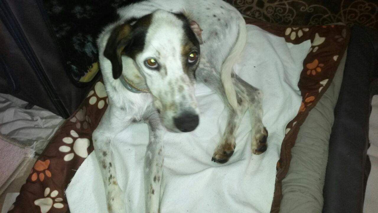 Macchia