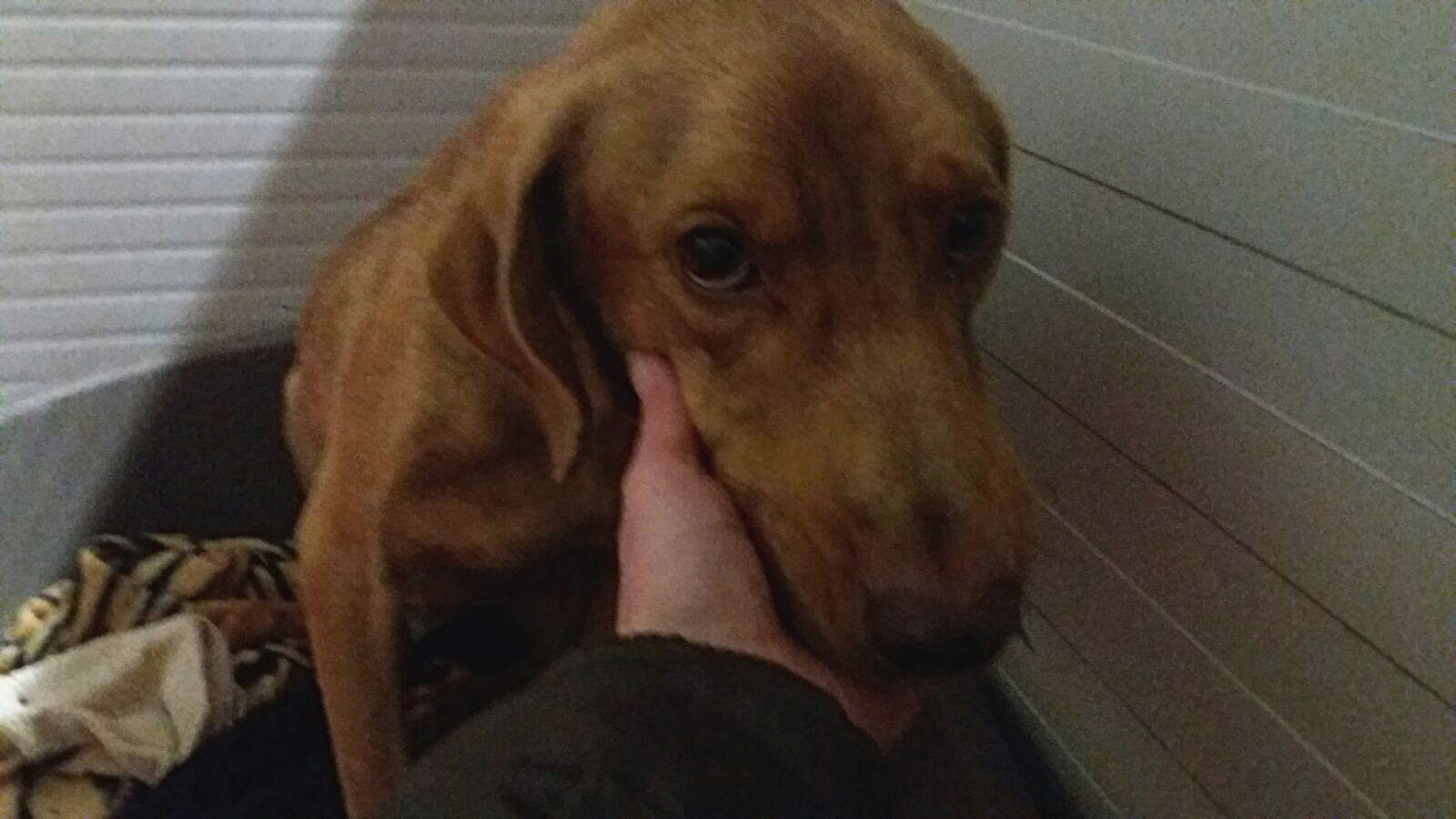 Pippo