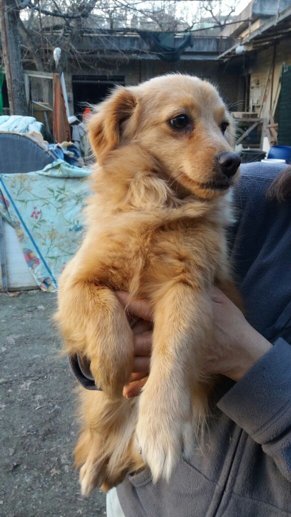 Sofi