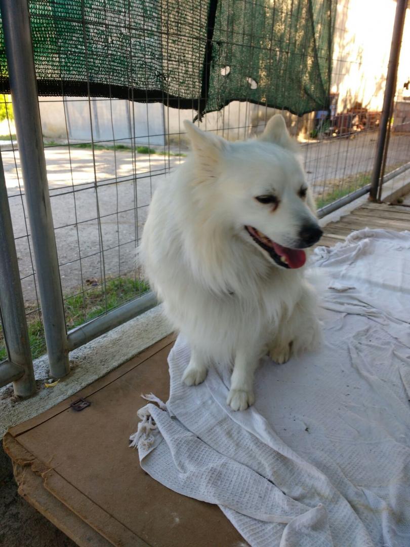 Chicco
