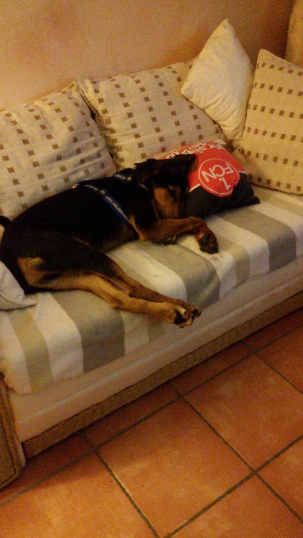 Zorro