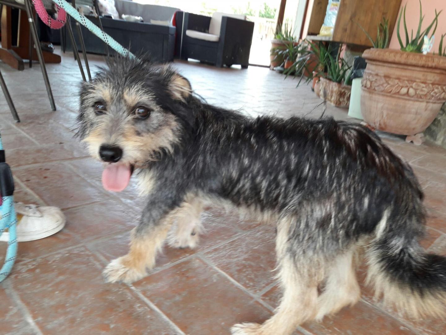 Pongo