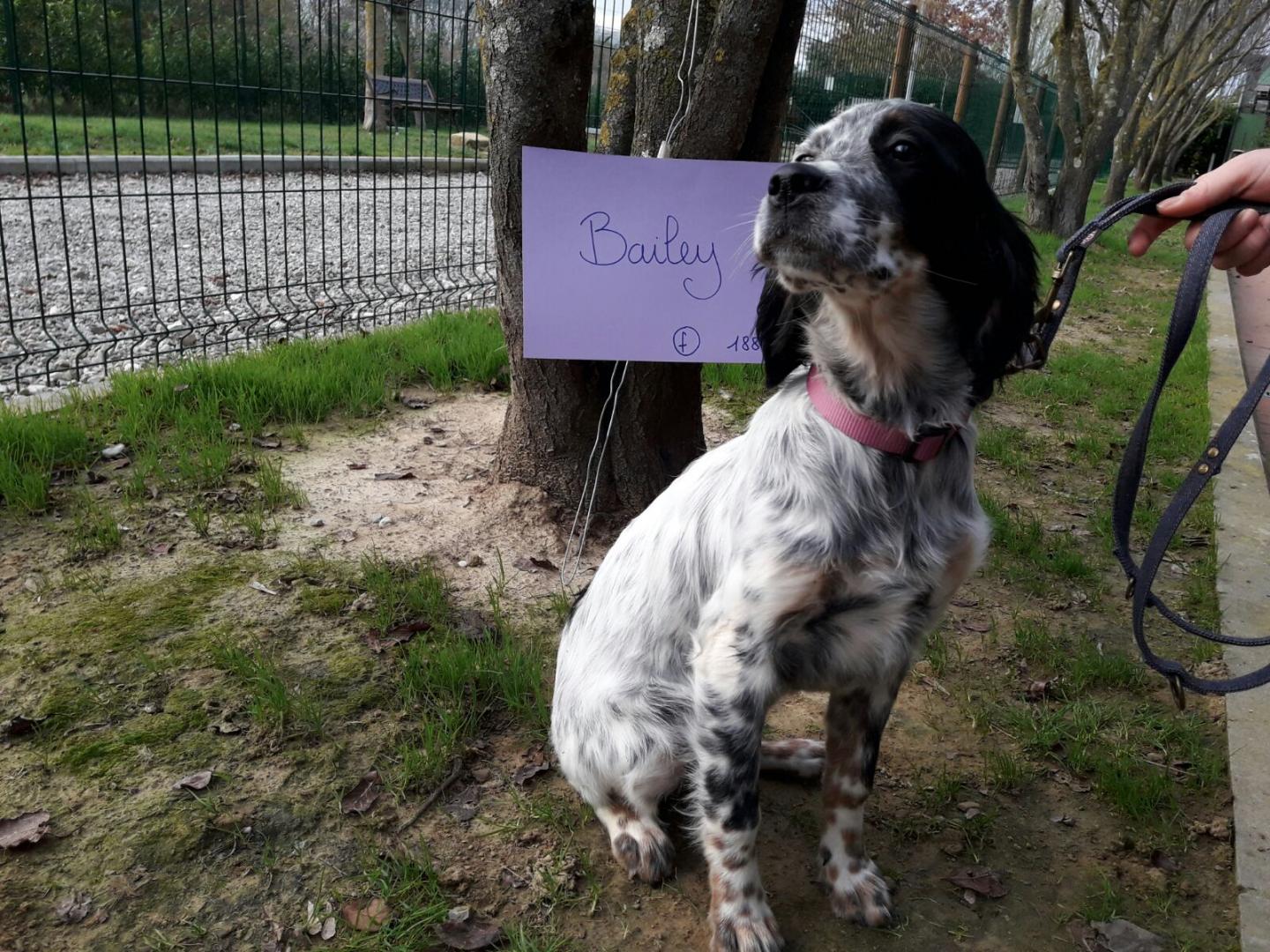 Bailey