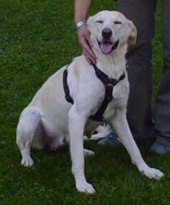 Perla