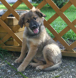 Elisa