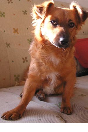 Whisky