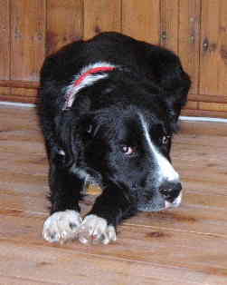 Guido