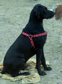 Ambra