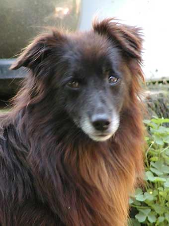 Zorro