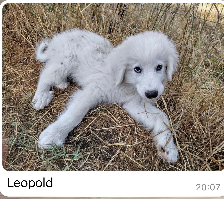 Zappo