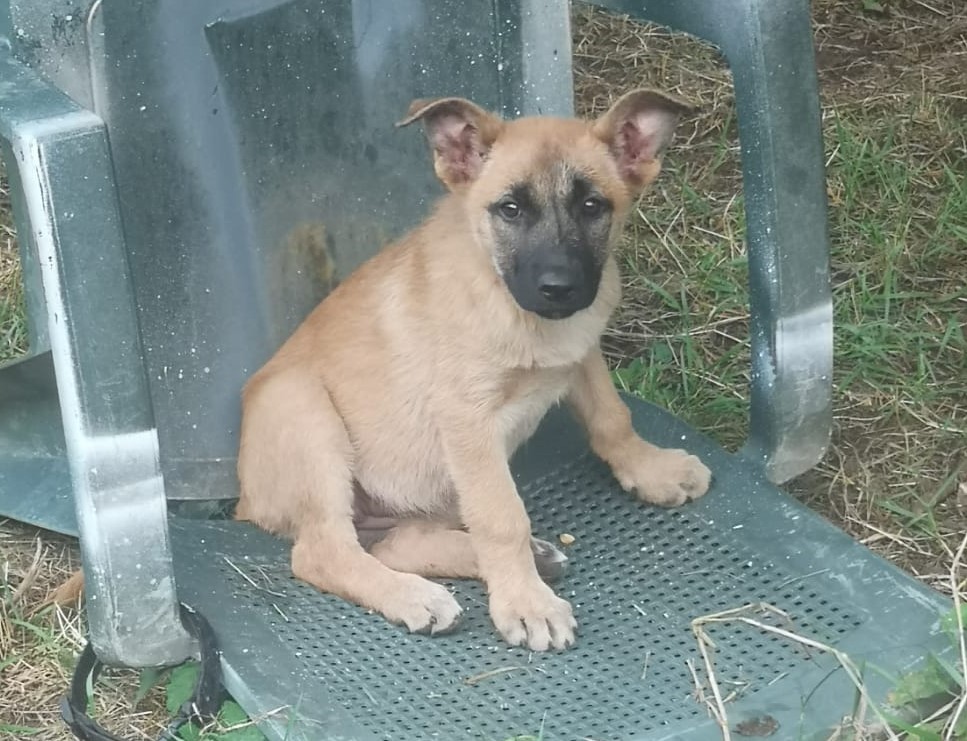Diva