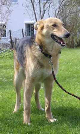 Laika B