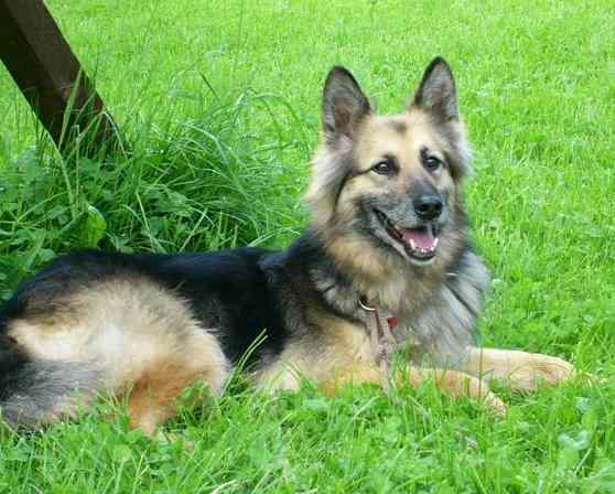 Jessy (Scura)