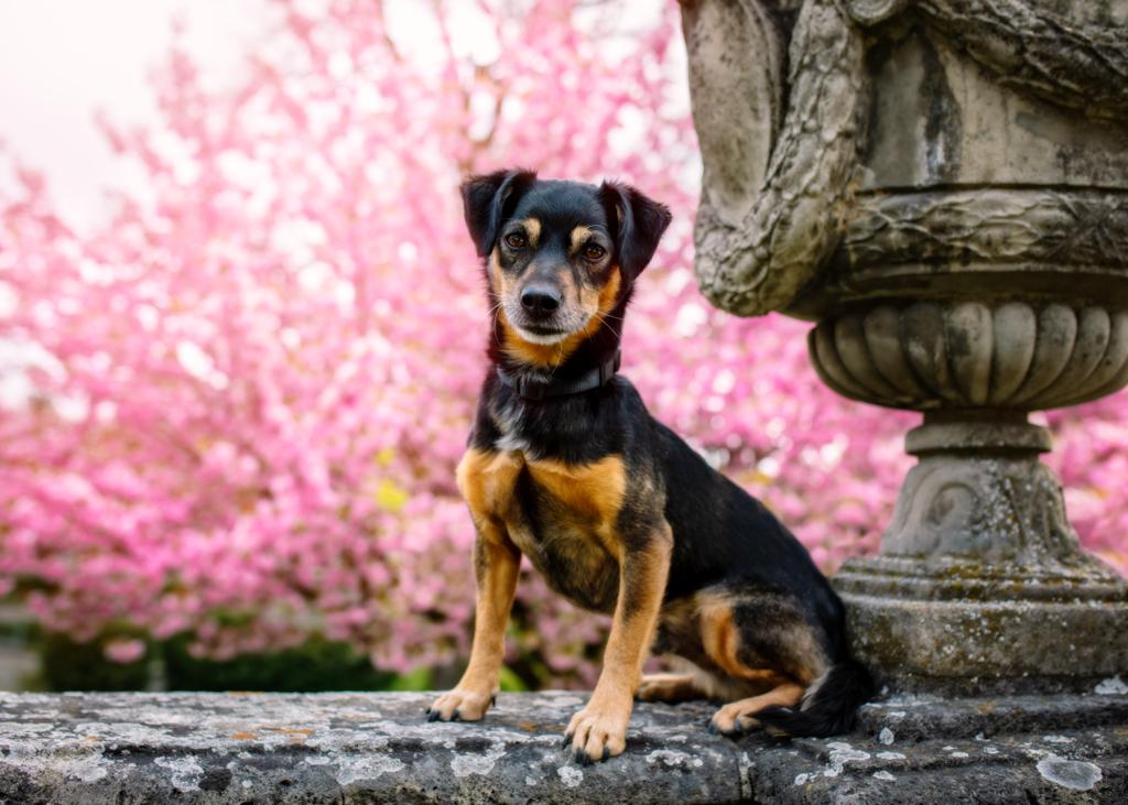 Rocky