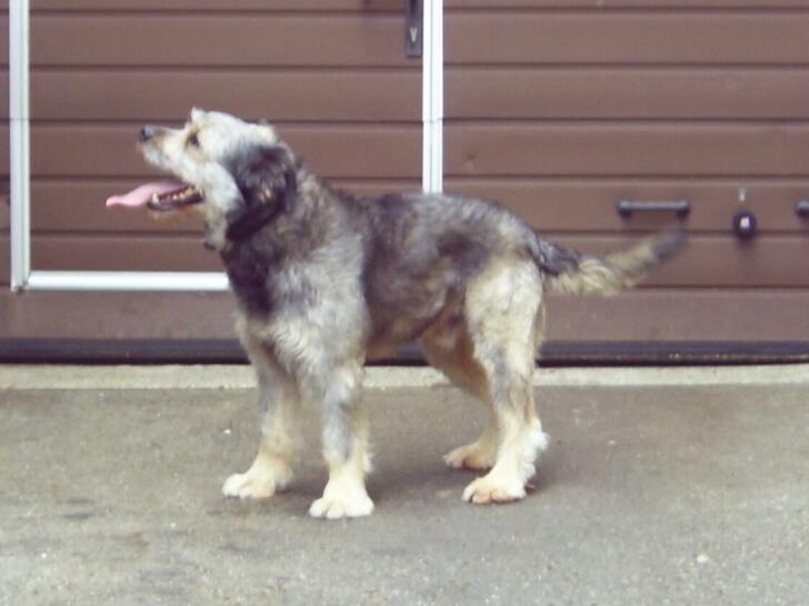 Fritz